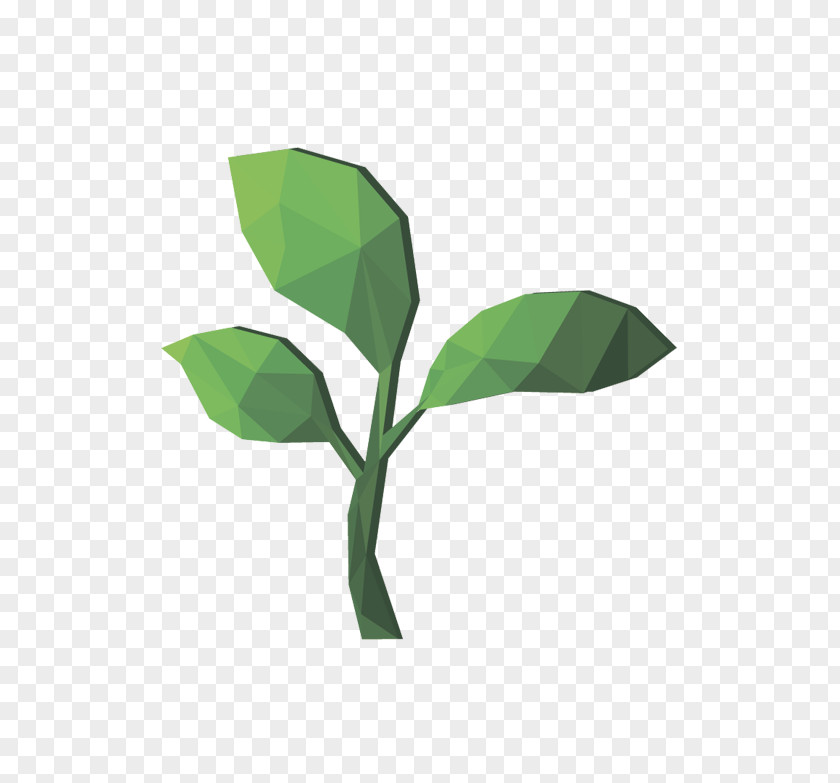 Leaf Plant Stem Tree PNG