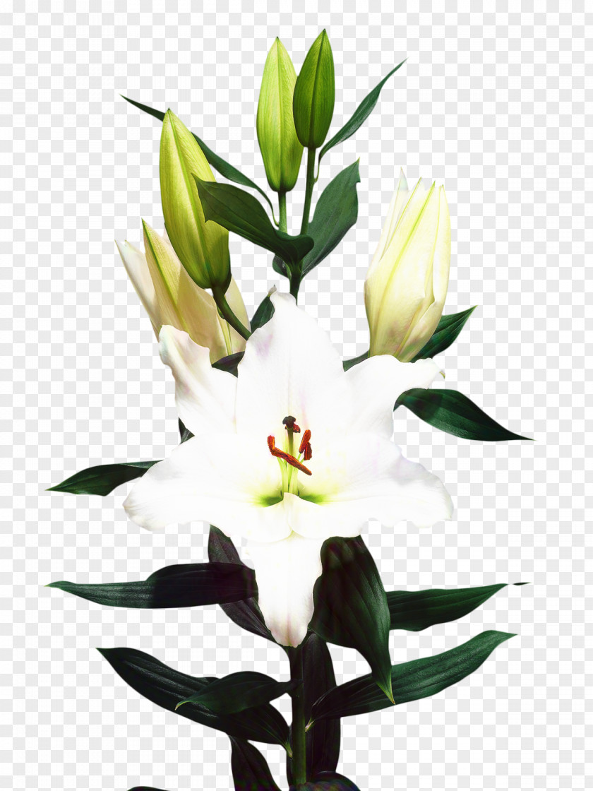 Madonna Lily Cut Flowers Floristry Bulb PNG