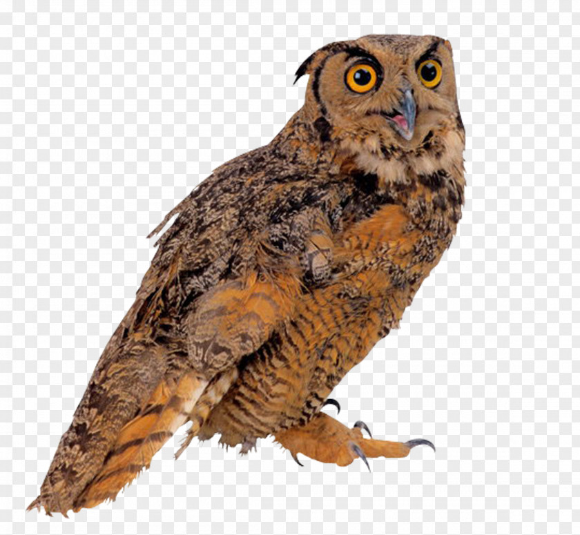 Owl Bird True Clip Art PNG