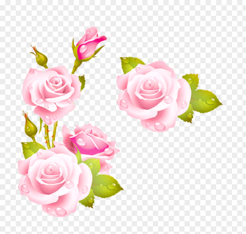 Rose Flower Picture Frames Pink Clip Art PNG