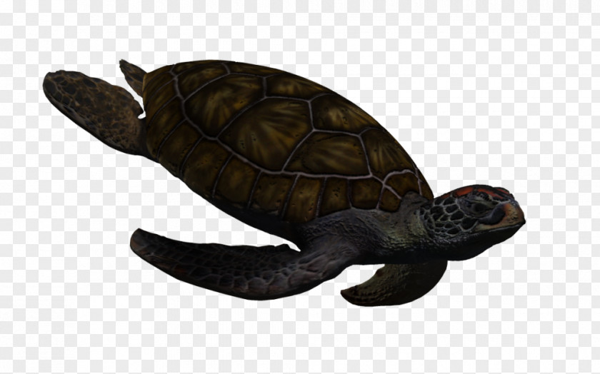 Sea Rose Green Turtle Reptile Animal PNG