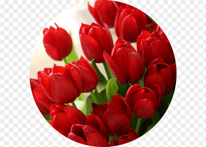 Tulip Desktop Wallpaper Red Color Flower PNG