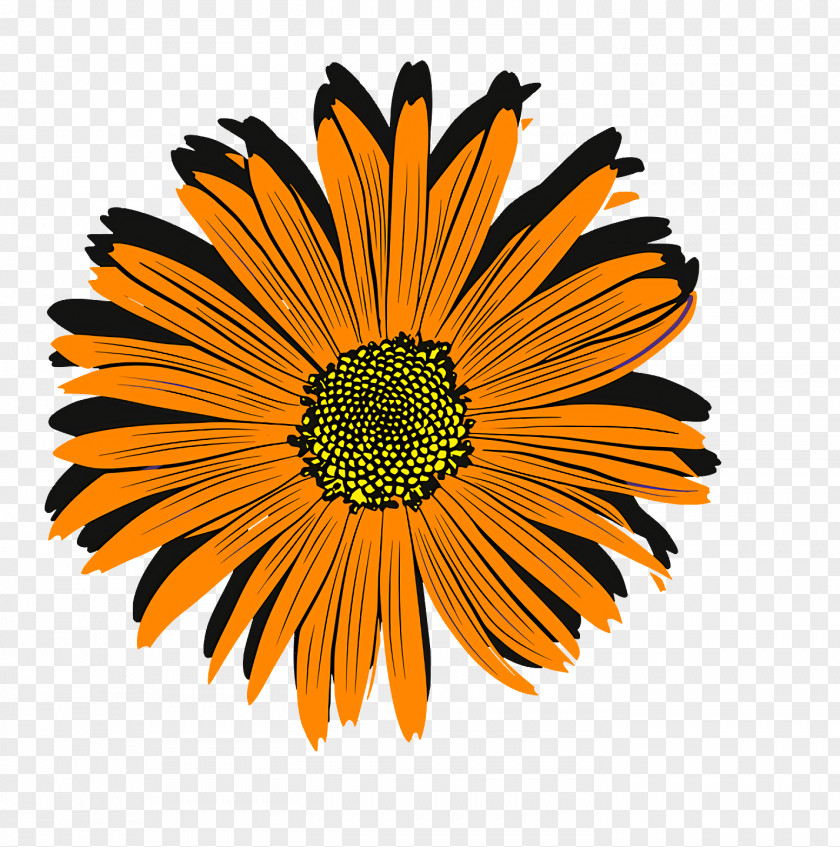 Chrysanthemum Transvaal Daisy Coneflower Cut Flowers Pot Marigold PNG