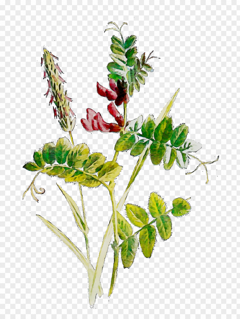 Flowering Plant Stem Leaf Herb PNG