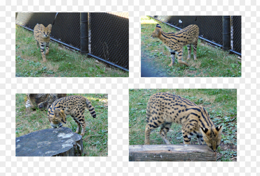 Jaguar Leopard Cheetah Ocelot Ecosystem PNG