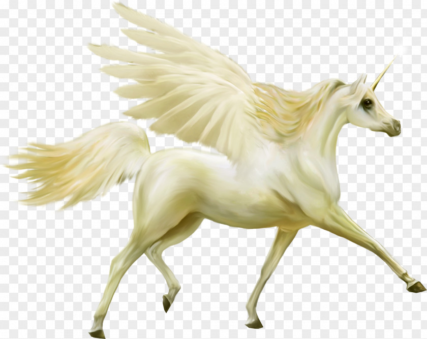 Pegasus Unicorn Horse PNG