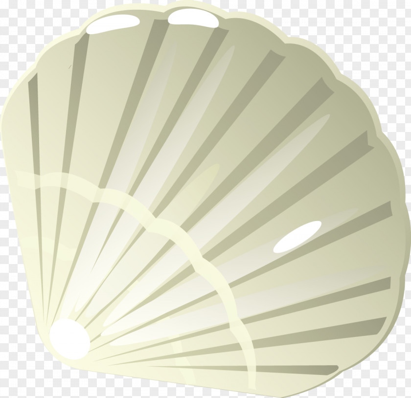 Seashells Modified Vector Material Euclidean Seashell PNG
