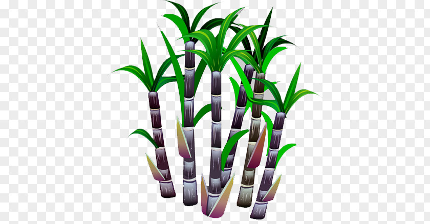 Sugar Cane PNG cane clipart PNG