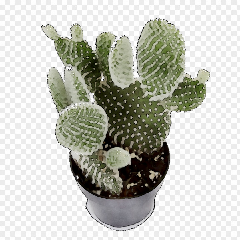 Barbary Fig Echinocereus Cactus Prickly Pear PNG