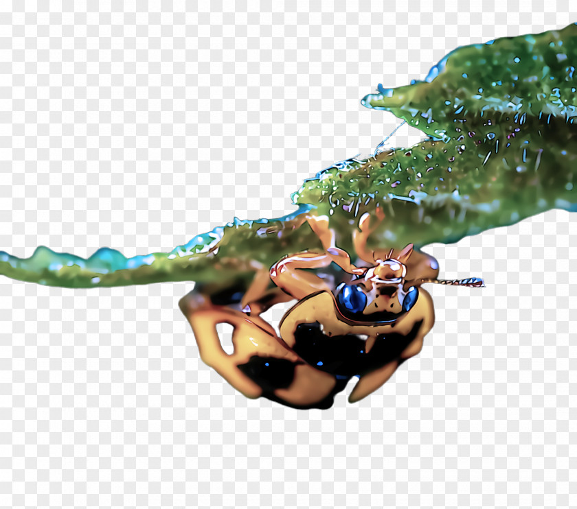 Crab Pest Insect PNG