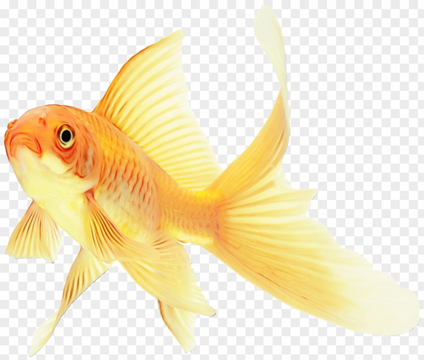 Cyprinidae Bonyfish Fish Goldfish Fin Yellow PNG