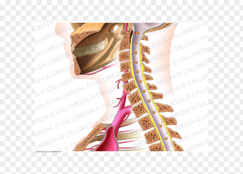 Median Nerve Vein Shoulder Neck Human Anatomy PNG