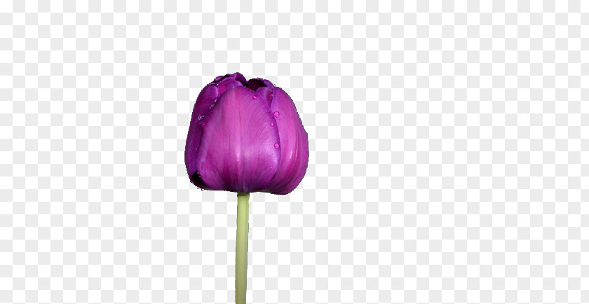 Purple Tulips Tulip Flower PNG