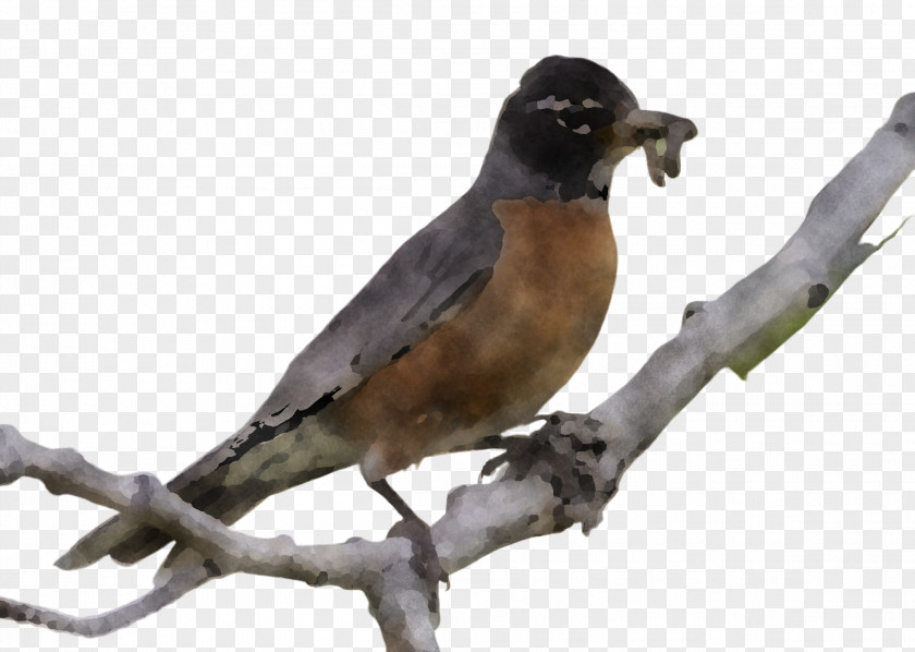 Songbird Cuculiformes Bird Beak Robin Perching Branch PNG