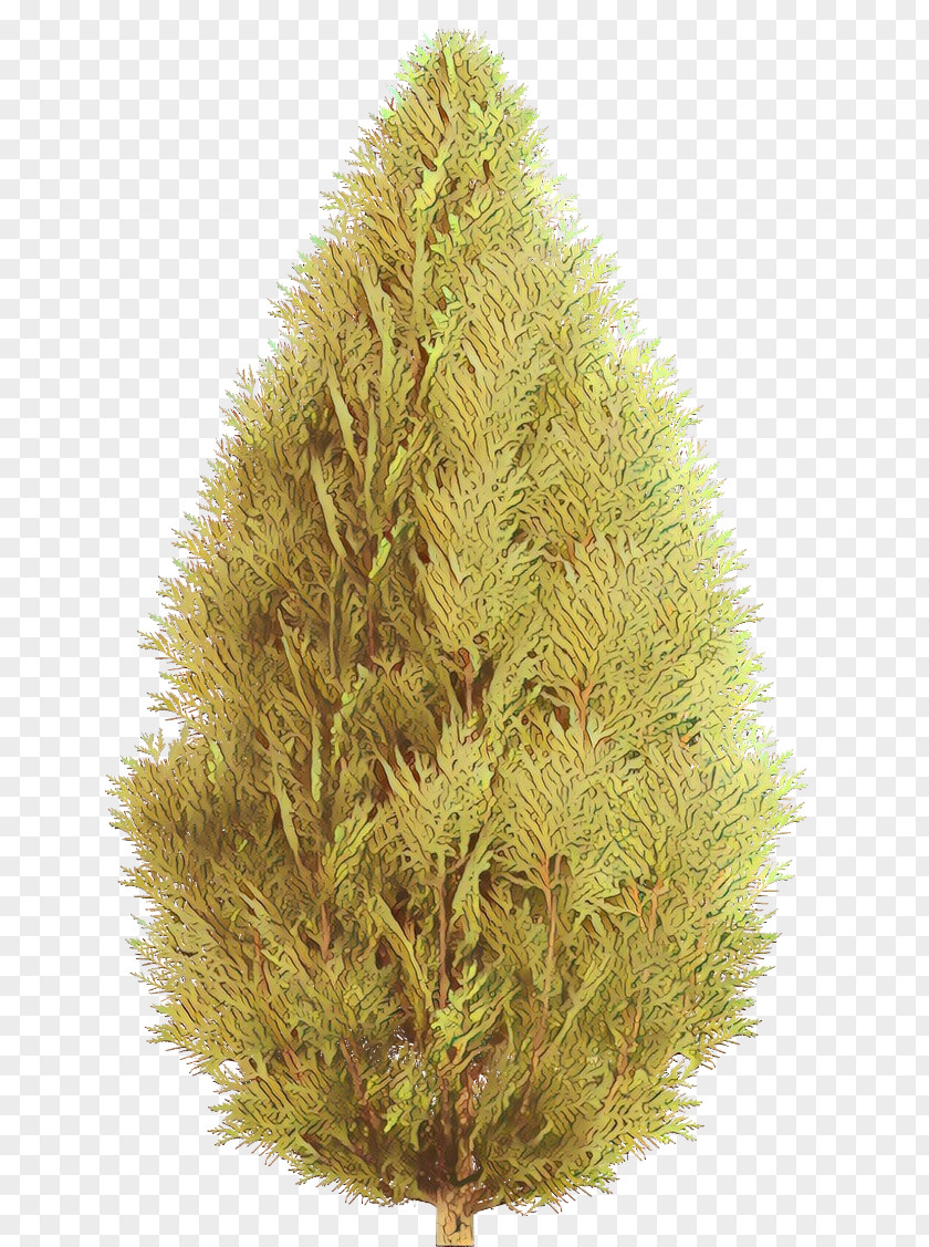 Spruce Fir Larch Christmas Tree Pine PNG