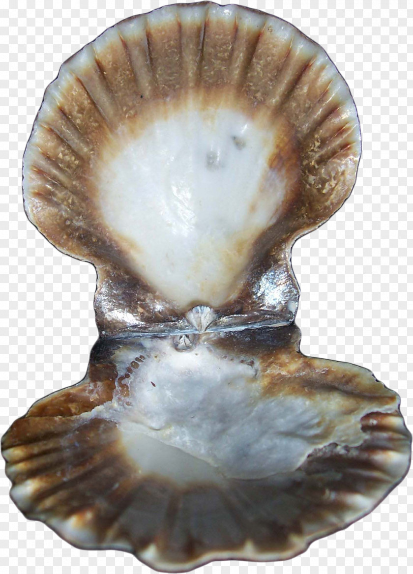 Conch Oyster Clam Seashell Conchology Mollusc Shell PNG