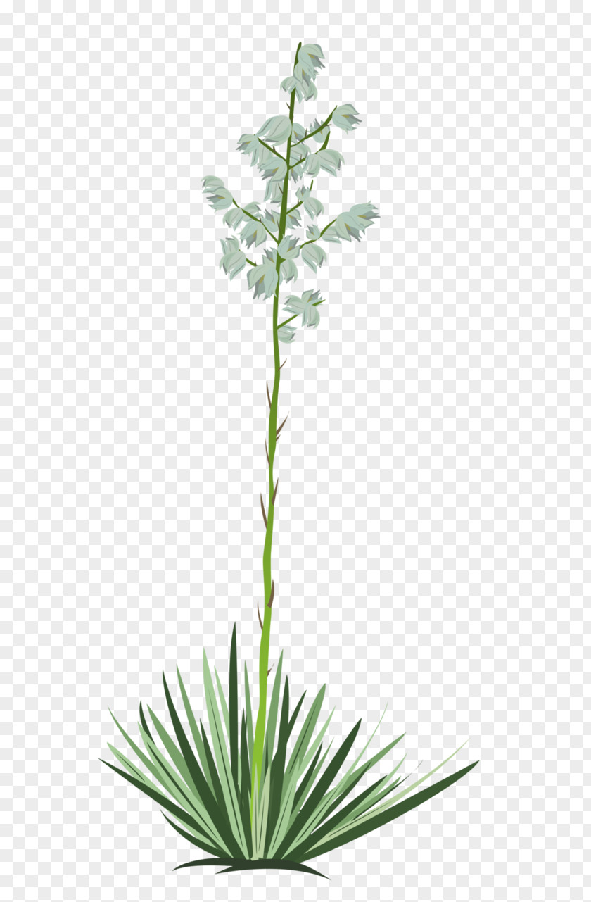 Flower Drawing Plant Spineless Yucca Cactaceae PNG