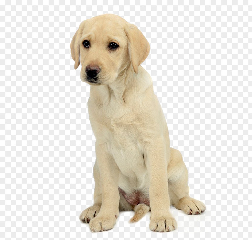 Golden Retriever Labrador Puppy Yorkshire Terrier PNG