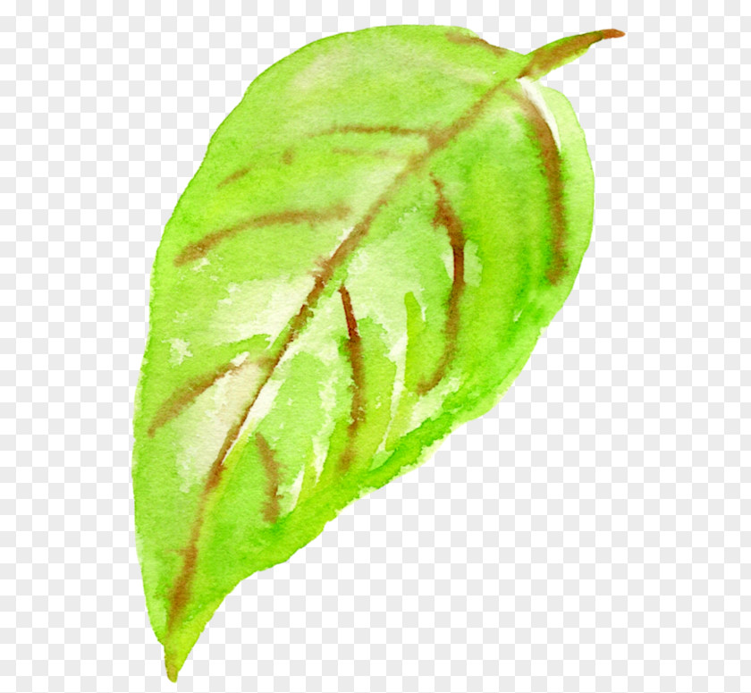 Leaf Plant Pathology Stem Fruit PNG