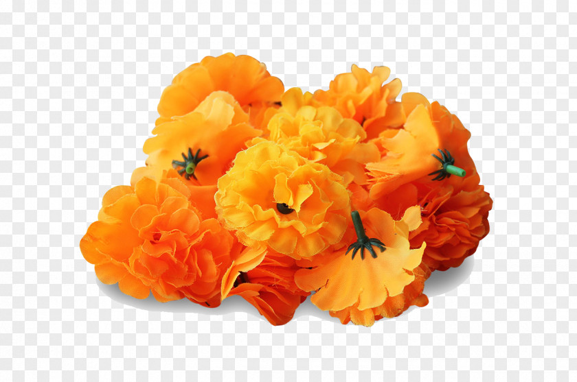 Marigold Transparent Image Mexican Flower Clip Art PNG