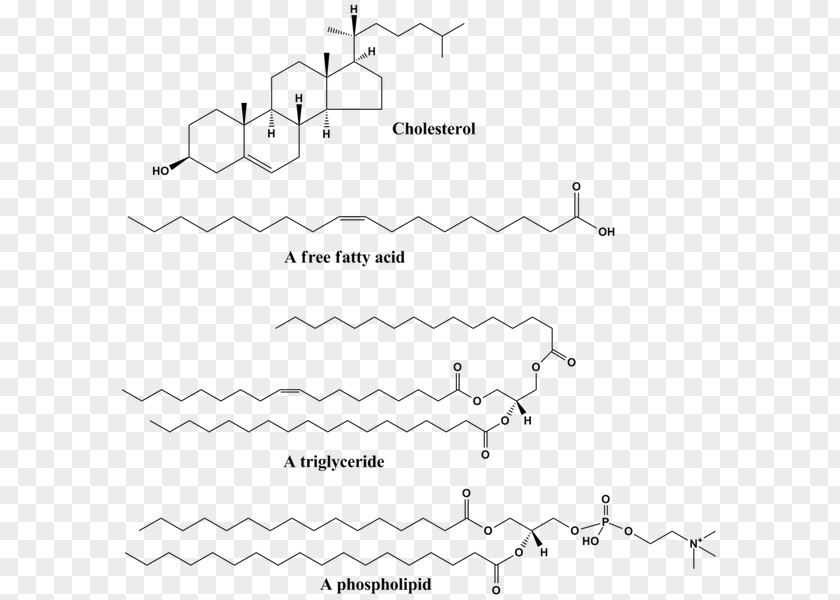 Four Macromolecules Examples Simple Lipid Biology Structure Biochemistry PNG