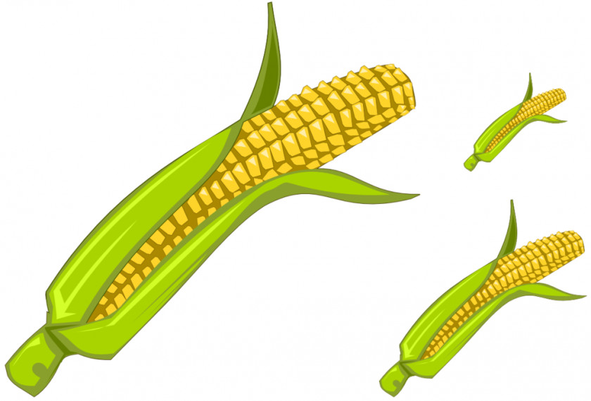Pictures Of Objects Candy Corn On The Cob Maize Sweet Clip Art PNG