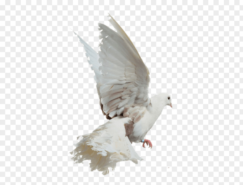 Pigeons Flying Rock Dove Image Photography White Columbidae PNG