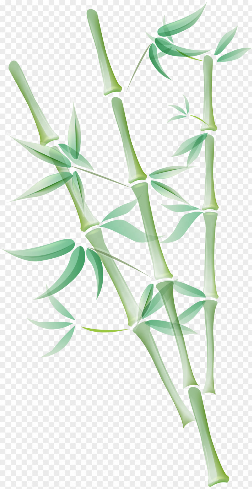 Zen Spa Shaxsiy Gigiyena LeafCoriander Leaves Grasses Tropical Woody Bamboos Bamboo PNG