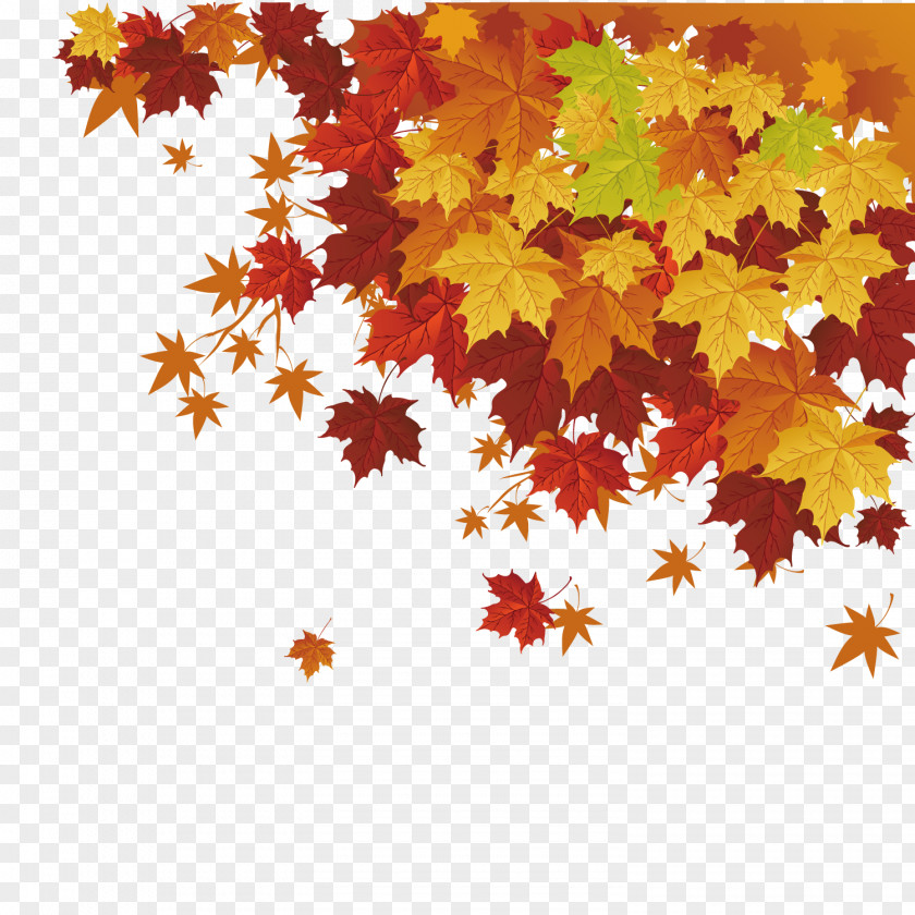 Maple Leaf Vector Autumn Color PNG