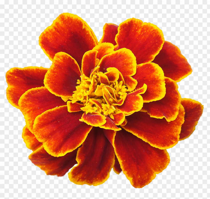 Marigold Mexican Flower Clip Art PNG
