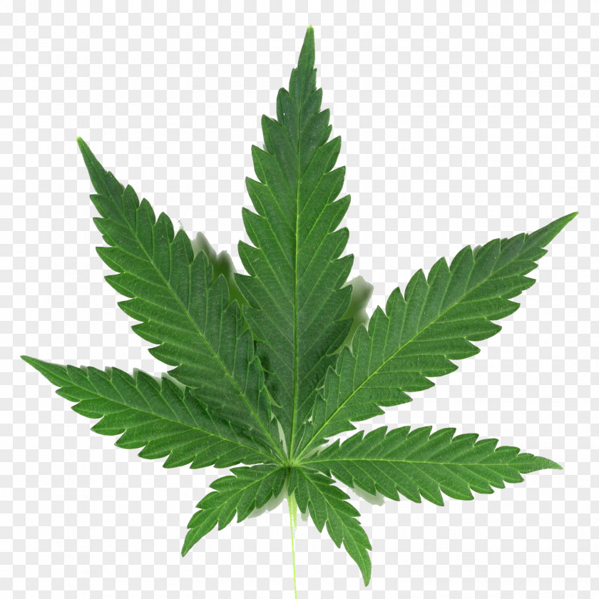 Medical Cannabis Drawing Hemp PNG cannabis , smoke weed clipart PNG