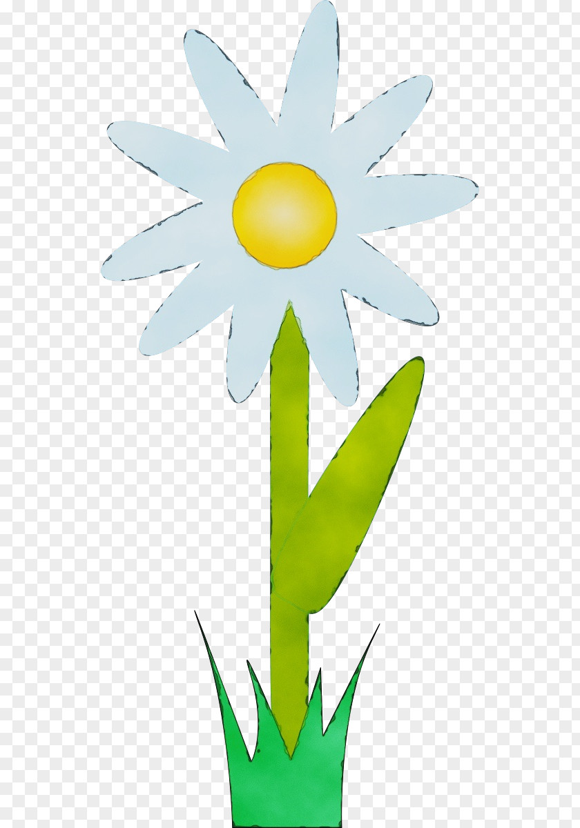 Daisy Sunflower Watercolor Flower Background PNG