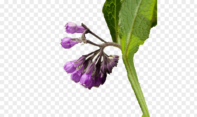 Health Comfrey Food Medicine PNG