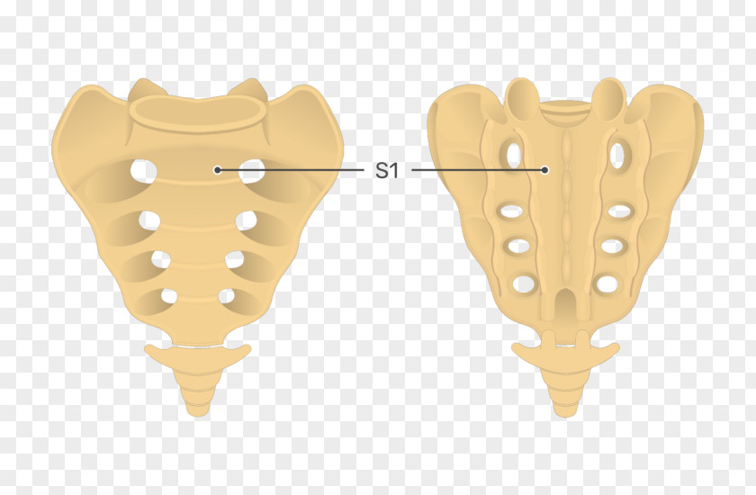 Sacrum Coccyx Vertebral Column Anatomy PNG