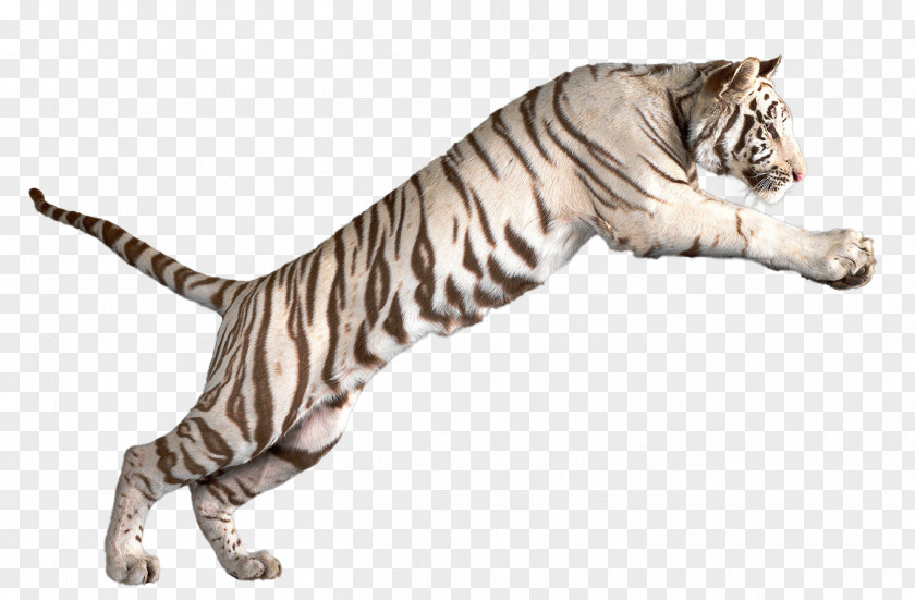 Tiger Bengal White Clip Art PNG