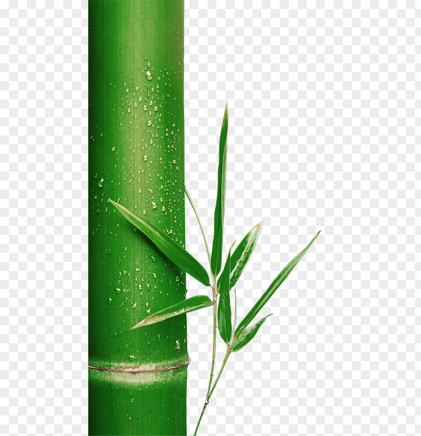 Bamboo Green PNG