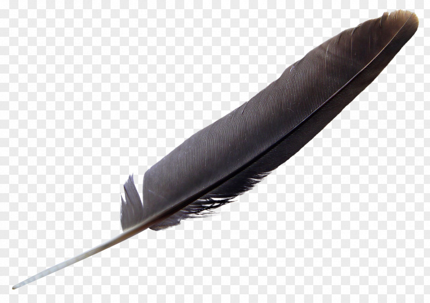 Feather Bird PNG