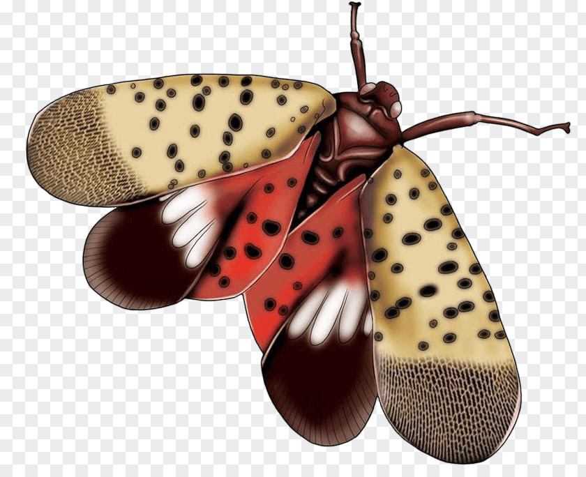 Moths Moth Image Cartoon Design PNG