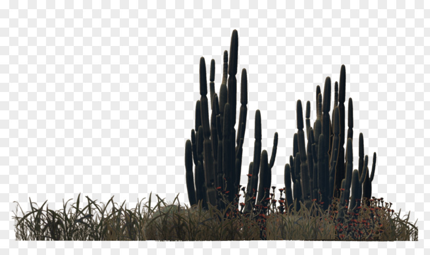 Barrel Cactus Desert Plant Shrub Viburnum Lentago PNG