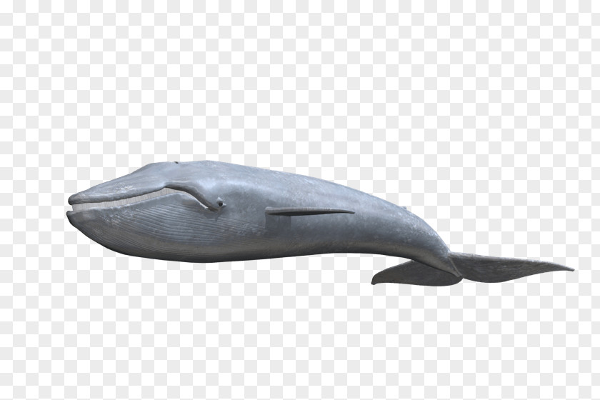 Blue Whale Tucuxi Common Bottlenose Dolphin Porpoise Cetacea Product PNG