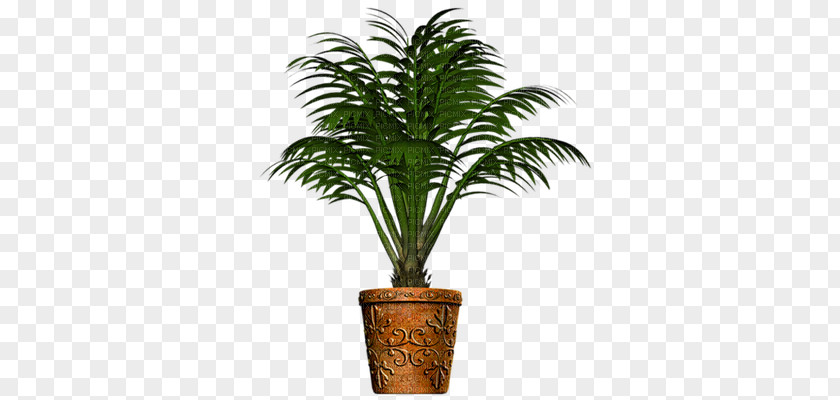Date Palm Phoenix Canariensis Arecaceae Plant Clip Art PNG
