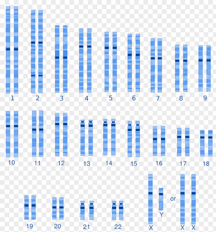 Karyotype Human Genetic Variation Genetics Variability PNG genetic variation genetics variability, material clipart PNG