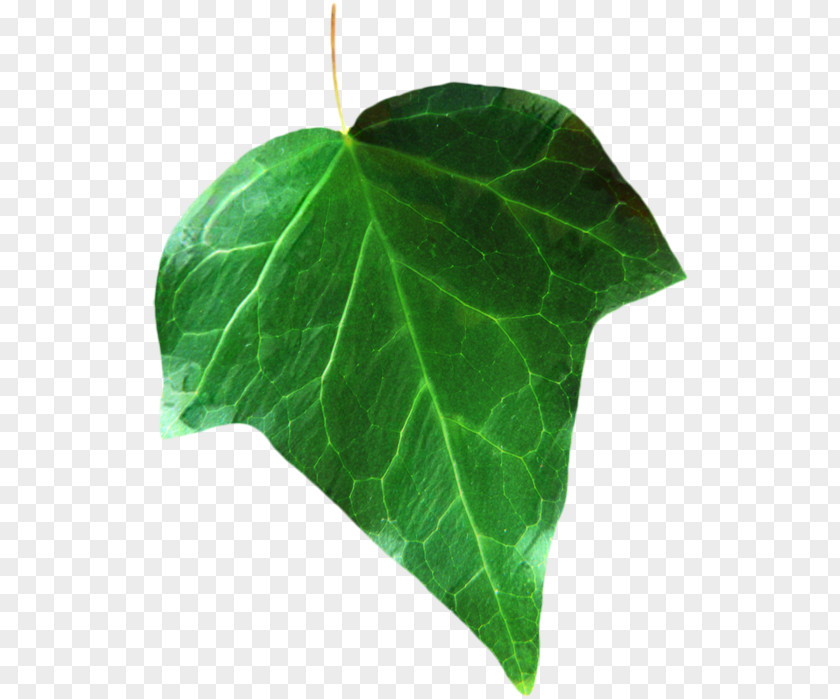 Plant Pathology Leaf Plants PNG