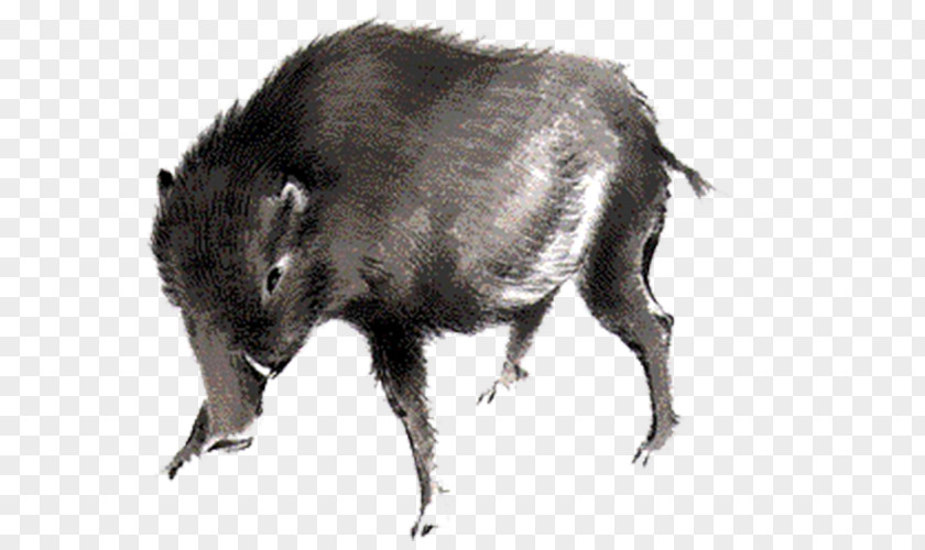 Boar Wild Download Peccary Icon PNG