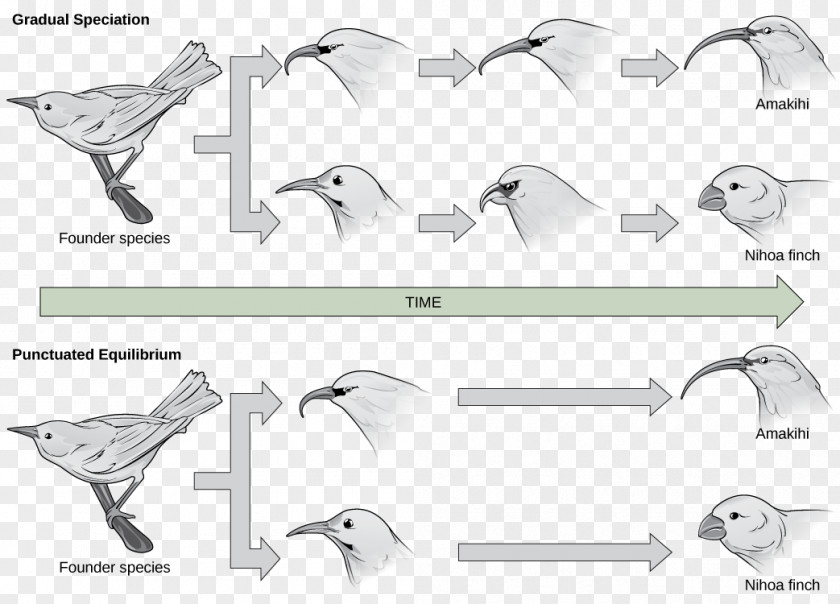 Gradual Change Sympatric Speciation Geographical Isolation Peripatric Evolution PNG