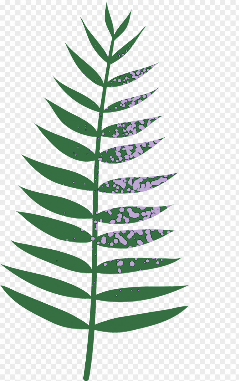 Plant Stem Branch Leaf Vascular Plants PNG