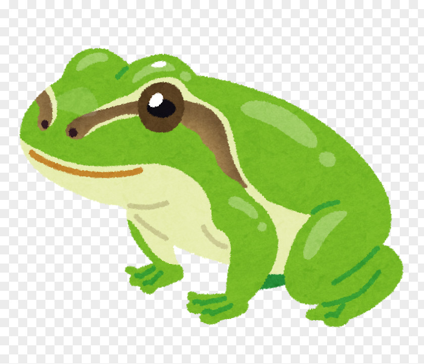 Frog True Japanese Tree Amphibian PNG
