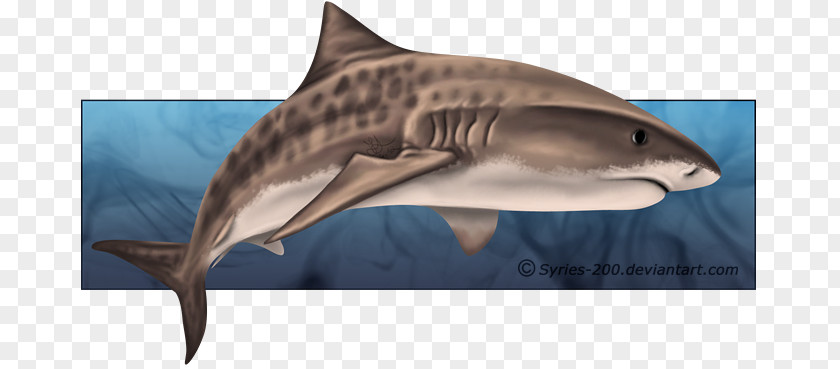 Watercolor Tiger Sand Shark Drawing PNG