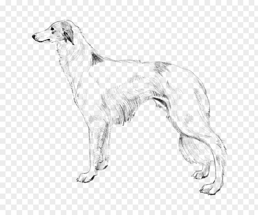 Whippet Borzoi Silken Windhound Saluki American Staghound PNG