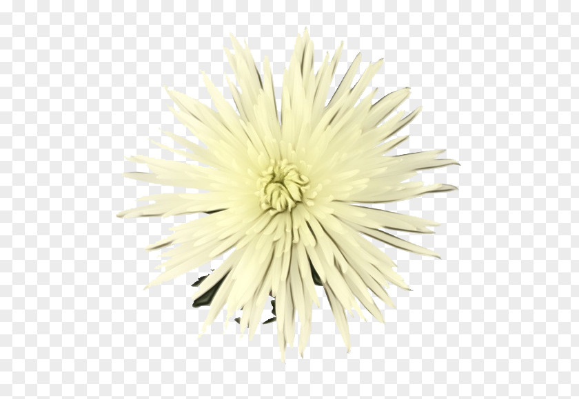 White Flower Dandelion Yellow PNG